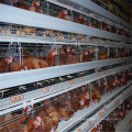 Système de prix de couche de cages de batterie d&#39;animaux de poulet bon marché avec abreuvoir et nettoyant automatiques